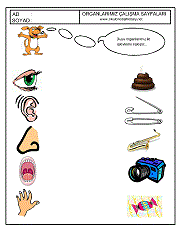 okul öncesi duyu organlarını eşleştir çalıma sayfaları